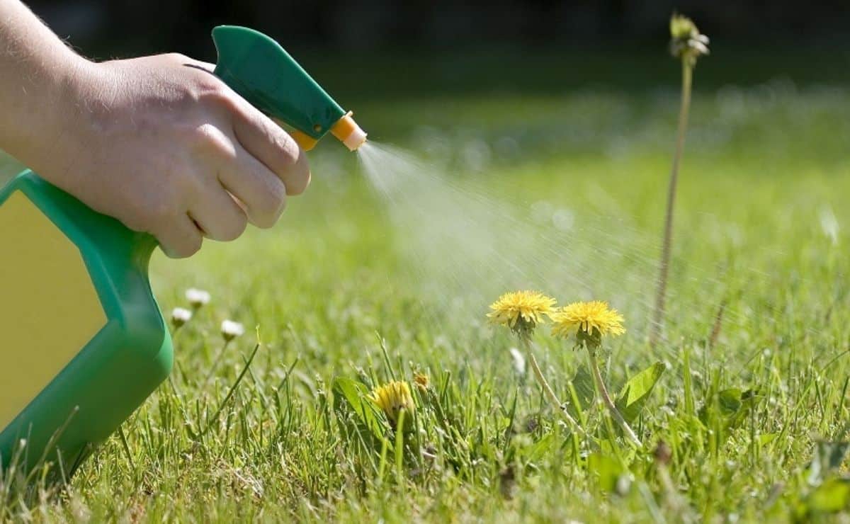 How to make a homemade herbicide without major mishaps?