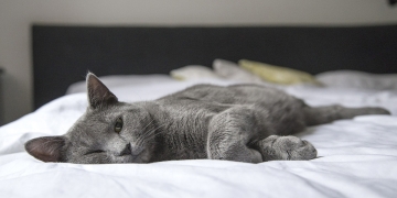 Cat on a mattress|Colchón|Cama