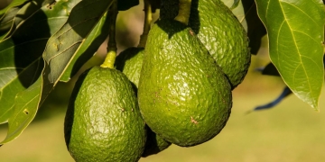 aguacate|avocado planting
