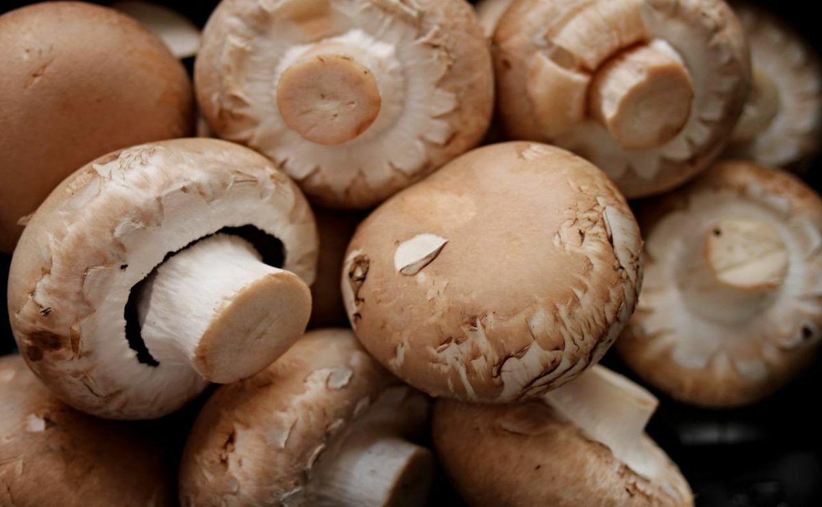 champiñones|sowing mushrooms