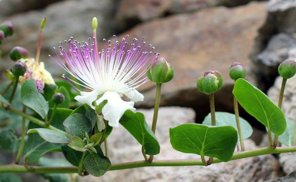 how to plant capers from cuttings|planting capers