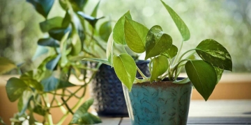 how to plant potos|how to plant poto