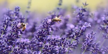 how to plant lavender|planting lavender at home