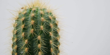 how to plant cactus