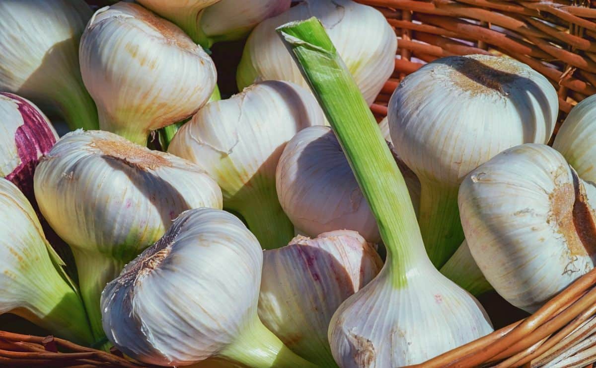 Garlic|sow garlic