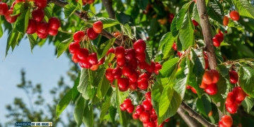 planting cherry stone|planting stone cherry trees|how to plant cherry trees