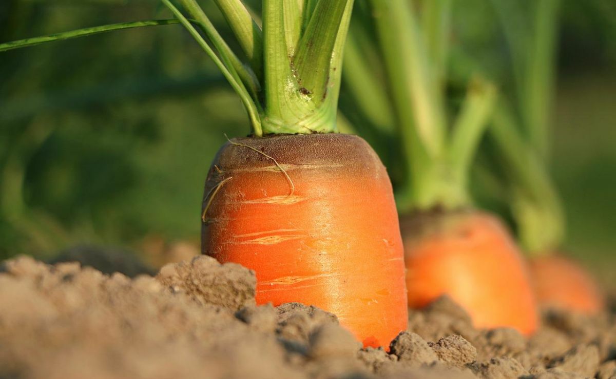 carrots|sowing carrots