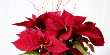 plantas típicas Navidad