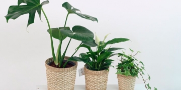 mothers-day-gifts, -adam-rib-plants, -spathiphyllum, -dracaena, -plants-with-pots