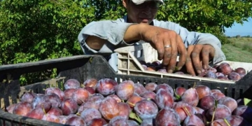 Plum Census - now producers and dryers are controlled. Plum, industry, statistics, control, production, healthy, property, status, improve plum production