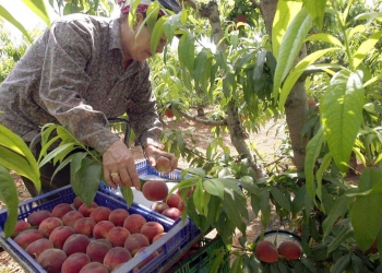 When the peach is harvested. Learn about the peach season. Production, spring, labor, fruit, peach, nectarine, sourcing, health, health checks, season