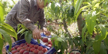 When the peach is harvested. Learn about the peach season. Production, spring, labor, fruit, peach, nectarine, sourcing, health, health checks, season