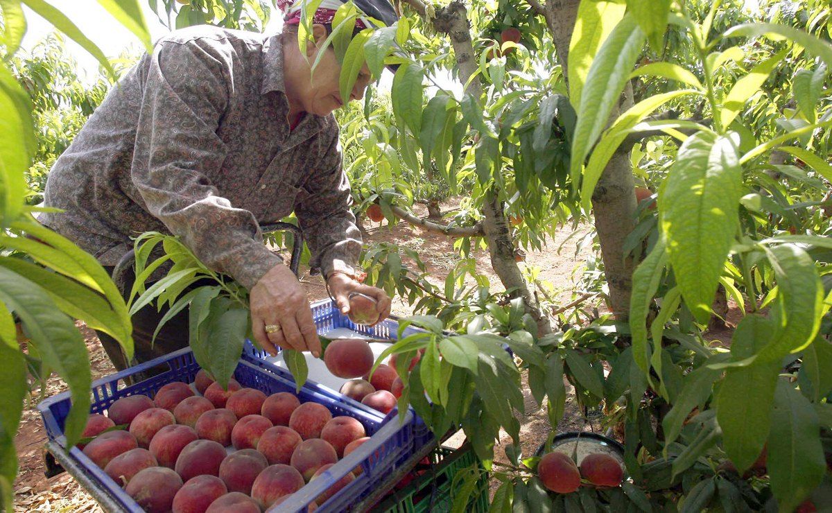 Cuando se recolecta el melocoton. Aprende sobre la temporada de melocotones. Produccion, primavera, mano de obra, fruta, melocoton, nectarina, abastecimiento, salud, controles sanitarios, temporada