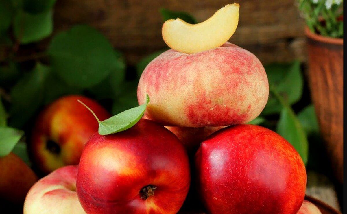 How the peach differs from the nectarine Know both fruits thoroughly. Peach, nectarine, summer, jams, syrup, health benefits, smooth skin, velvety, sweet, dessert
