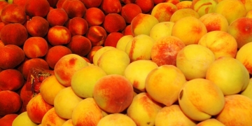 This year there will be fewer peaches - The harvest is down significantly. Low production, desserts, syrup, production, forecast, recession, prices, deficit, peach, Spanish harvest