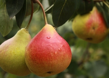 Benefits of pear for the digestive system