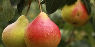 Benefits of pear for the digestive system