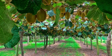 This year the kiwi harvest is poor due to frost