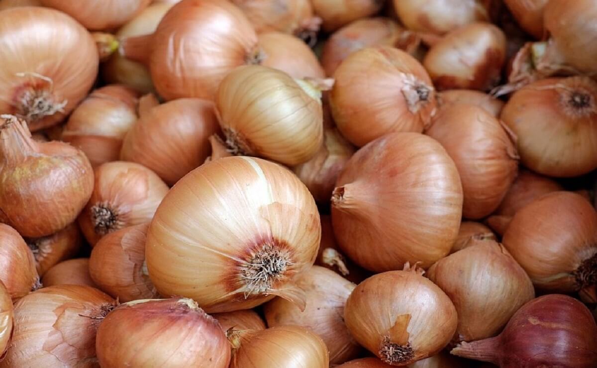 Sweet onion, the new variety of basf nun 1006