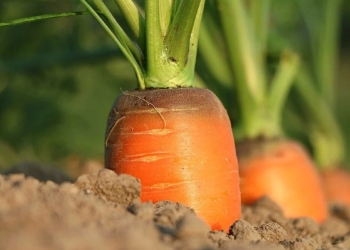 When should you have planted carrots to pick them now?
