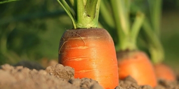 Cuando tendrias que haber plantado zanahorias para recogerlas ahora