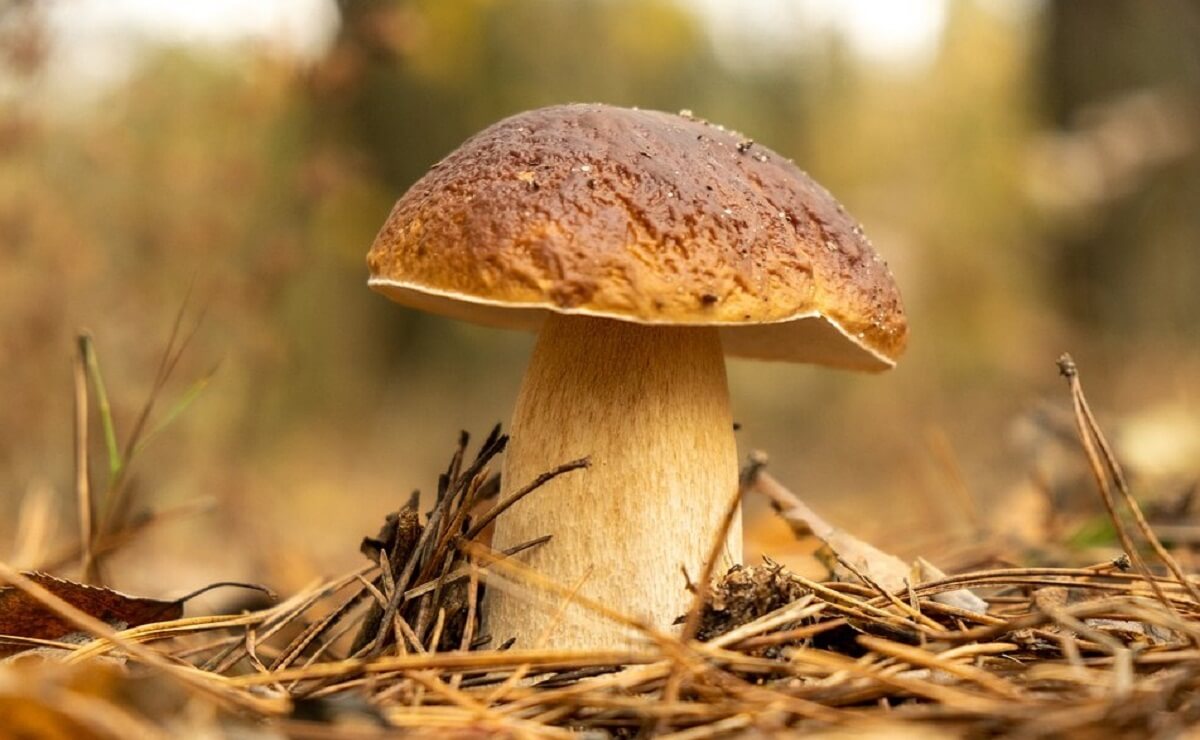 From the time it rains until the boletus comes out, how long does it take