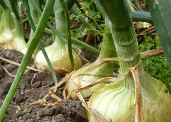 How to grow onion - What do you need