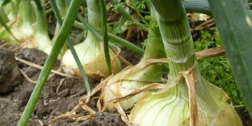 How to grow onion - What do you need
