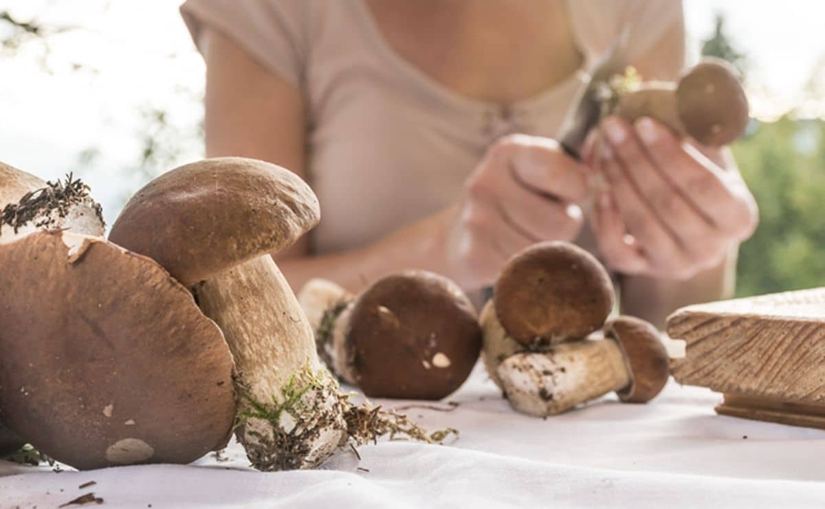 How you should clean a mushroom so as not to spoil it