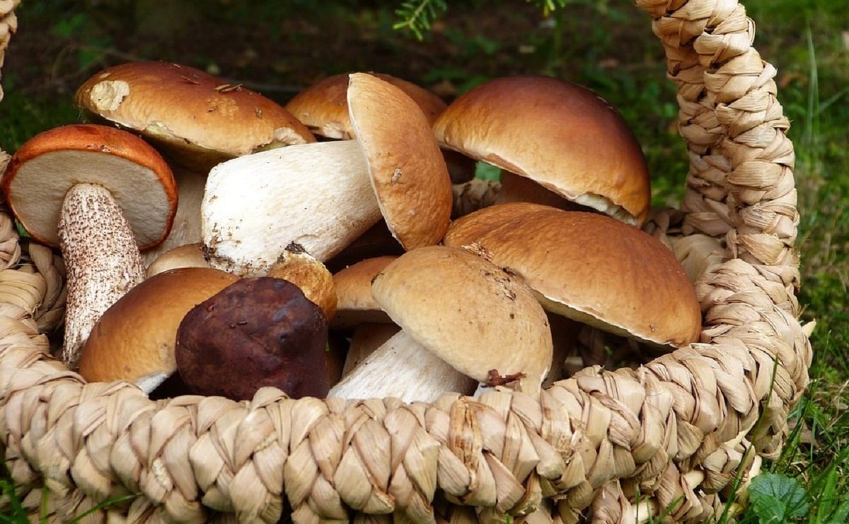 Where you can catch mushrooms in Madrid