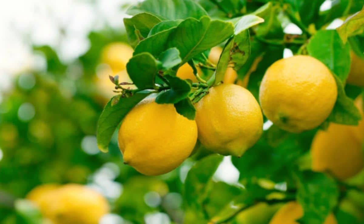 Beneficios de consumir limón