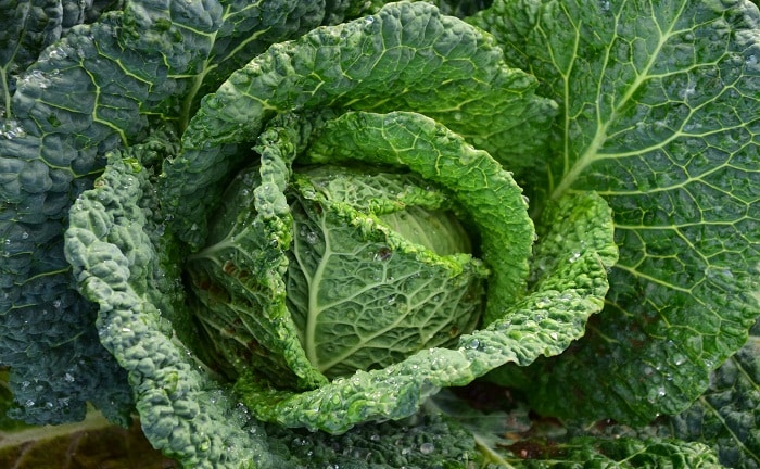 Col guisada hortaliza vitaminas