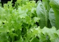 Which lettuce lasts the longest
