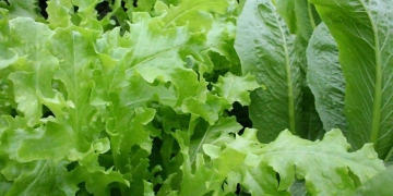 Cual es la lechuga que más dura