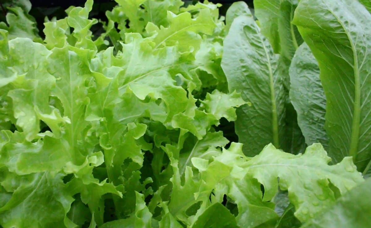 Cual es la lechuga que más dura