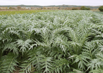 Which are the producing provinces of thistle in Spain