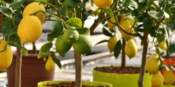 How can you plant a lemon tree at home