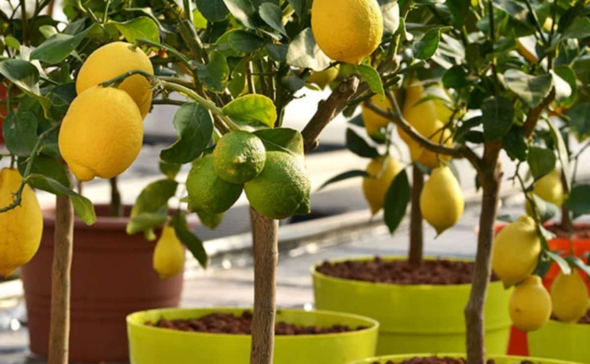 Cómo puedes plantar en casa un limonero