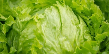 Historia de la lechuga