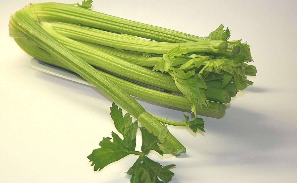The benefits of celery