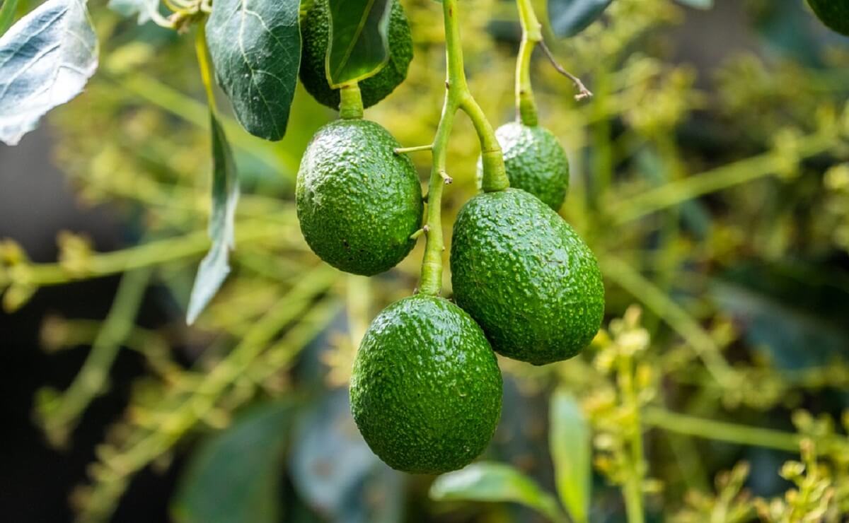 Why in Spain it has become fashionable to grow avocado