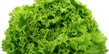 What happens to you if you eat lettuce at night?