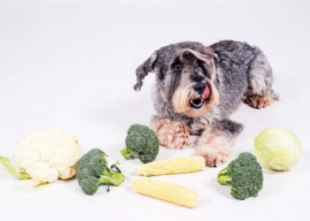 Cauliflower can be given to dogs