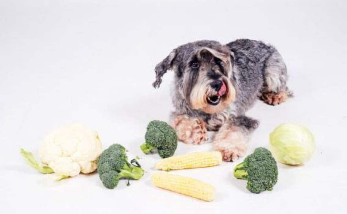 Se puede dar coliflor a los perros