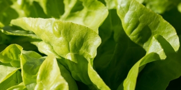 lechuga, ¿fruta o verdura?