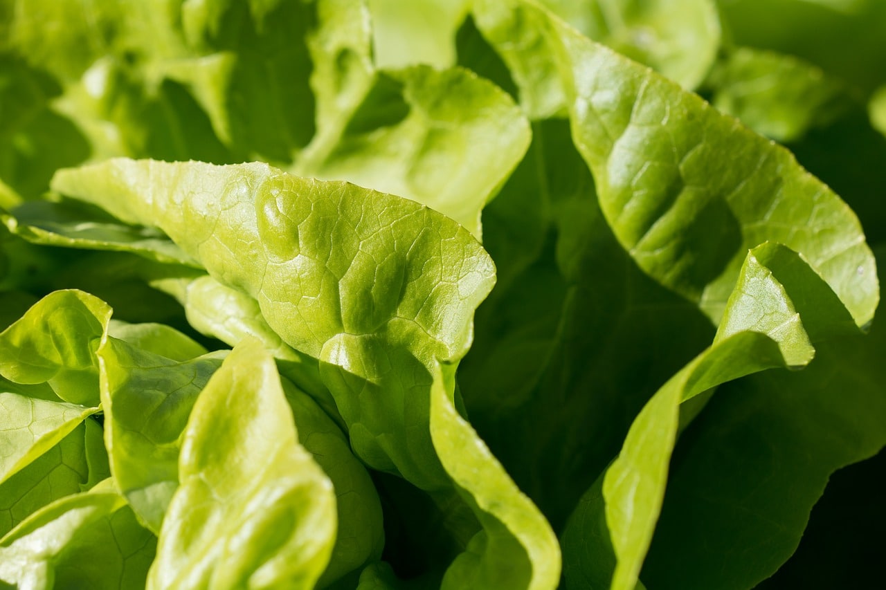 lechuga, ¿fruta o verdura?