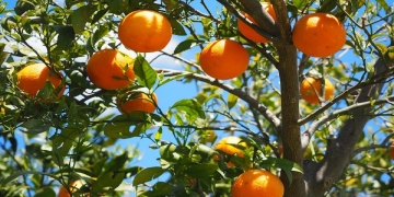 naranja arbol siembra antioxidante vitamina C plantar