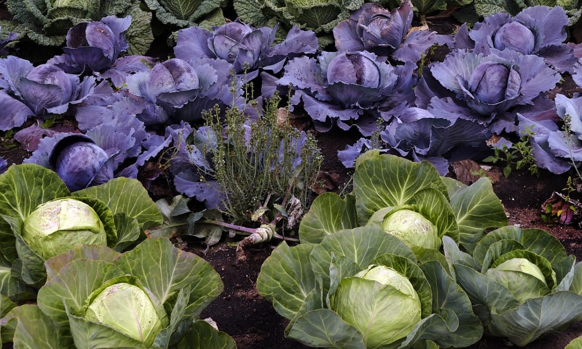 How can you grow cabbage at home