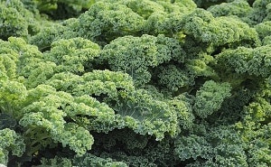 smoothie kale verduras salud vitamina A