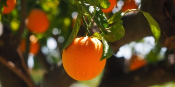 ¿Cuánto tiempo tarda en dar naranjas el naranjo?